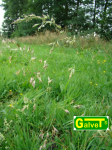 GRASS SEEDS Flaxseed 100 kg